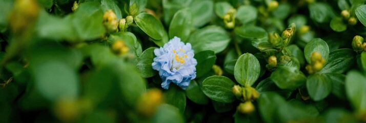 Premium natural botanical beauty featuring delicate blue flower blossom in lush green garden environment for modern lifestyle and social media content