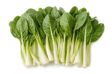 Several freshly harvested water spinach plants with young shoots against a white backdrop. Cultivated tropical leafy vegetable from the Ipomoea genus.