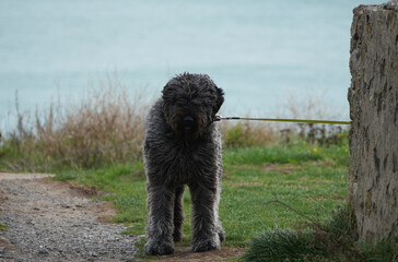 black curly dog standing on a leash near a stone wall by the ocean