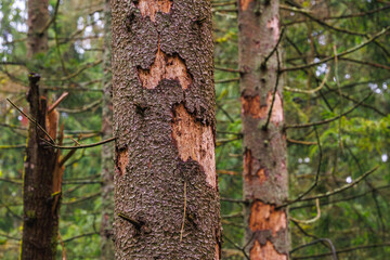 Damage of n spruce tree by European spruce bark beetle - Ips typographus