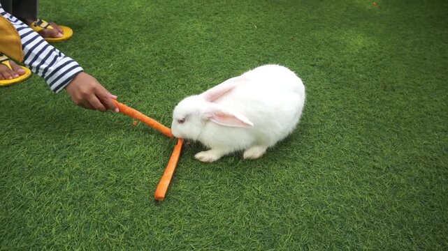 A rabbit eating an orange carrot in the garden. A cute rabbit eating vegetables on a sunny day in close-up. Adorable animal feeding footage. Motion video clips of wildlife and nature.