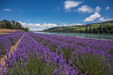 Naklejka premium Lavender fields located alongside a peaceful river in a northern region