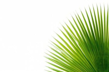 Obraz premium Isolated coconut palm tree leaves on a white backdrop, summer theme