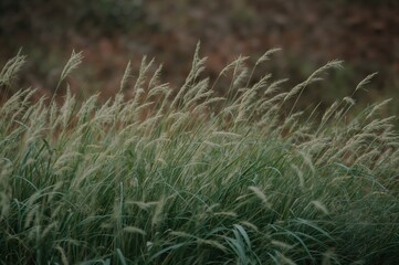 Close-up of small mondo grass in a garden setting