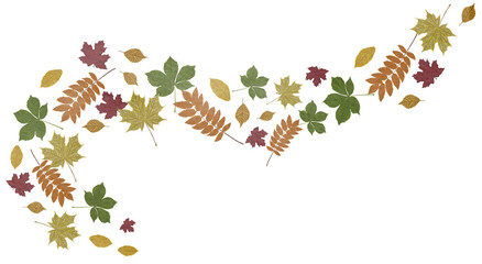 Watercolor autumn falling leaves on a transparent background. Hand drawn seasonal leaves design element. 