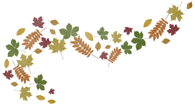 Watercolor autumn falling leaves on a transparent background. Hand drawn seasonal leaves design element. 