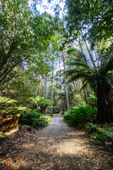 Obraz premium Mt Field National Park Tasmania Australia