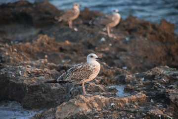 Seagull in Sunset Light on Coastal Rocks