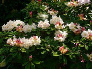 Rhododendron blossoms in the garden.