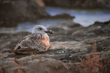Seagull Sitting on Rocks in Sunset Light