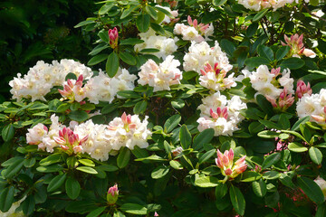 Rhododendron blossoms in the garden.