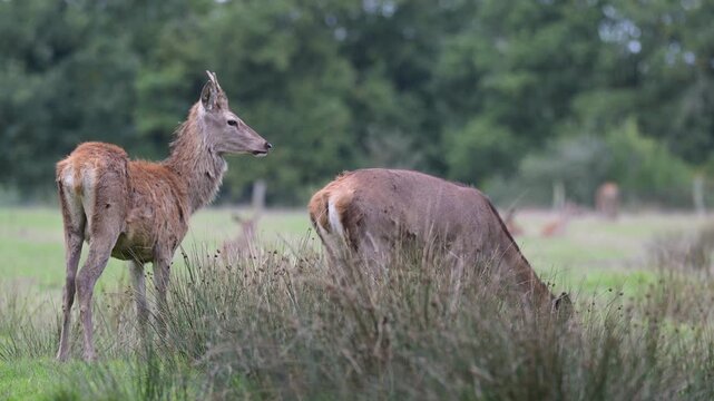 Red deer brocket of Scotland in moult observing and a hind eating and looking in a plain in a park. Cervus elaphus, Juncus effusus, Sologne, Loiret 45, r&eacute;gion Centre Val de Loire, France, Europe