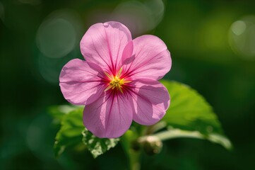 Obraz premium Close-up shot of a vibrant pink geranium illuminated from behind with a soft bokeh backdrop