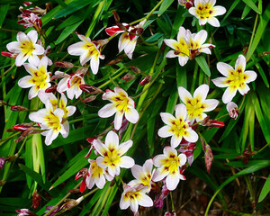 Beautiful flowers in the spring sunshine.