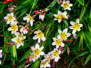 Beautiful flowers in the spring sunshine.