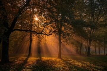 Fototapeta premium Foggy fall woodland illuminated by sunlight