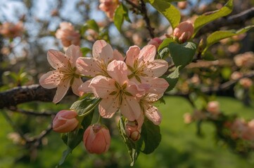 Charming orange blossoms