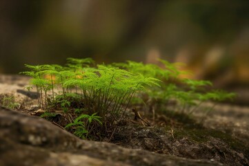 Asplenium trichomanes, maidenhair spleenwort plant