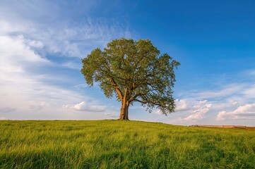 Obraz premium Solitary verdant tree in an open agricultural landscape