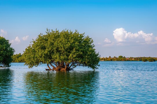 Scenic Mangrove Landscape at a Coastal Park