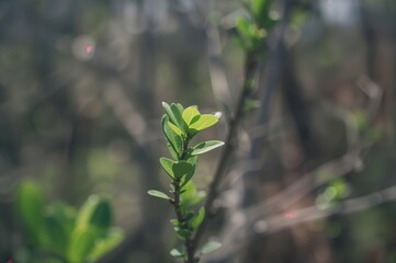 Fresh green Melaleuca Claret foliage with a fragrant scent and blurred background, shallow focus on a branch