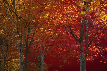 Obraz premium Colorful Maple Leaves Against a Crimson Backdrop, Captured Beneath the Trees. Theme of Autumn or Fall Season.