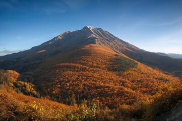 Colorful forest landscape during fall in the mountains