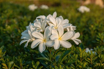 Fototapeta premium Springtime Gardenia Flowers Abound in the Picture