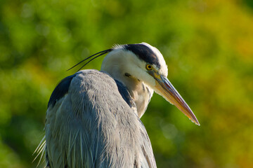 Elegant heron close-up on blurred background	