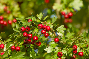 Autumn harvest of hawthorn berries in natural light