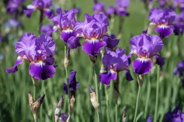 Close-up of blooming purple and violet irises in a lush garden setting on a bright sunny day
