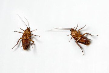 dying cockroaches isolated on white background, dirty, disease-carrying insects