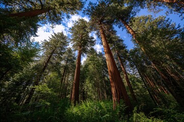Fototapeta premium Gazing up amidst towering ancient trees