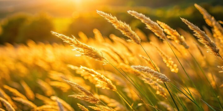 Golden blades of grass swaying gently in the morning breeze on a warm sunny day