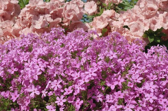 Abundant pink Phlox styloid blossoms with purple centers blooming in a garden flower bed during spring.