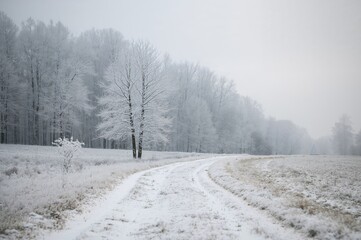 Snowy path through a pale woodland