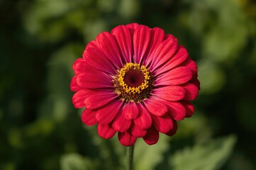 Vibrant and Charming Zinnia Blossom