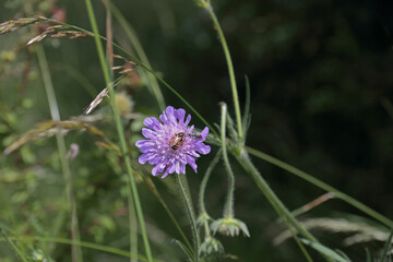 Scabiosa
