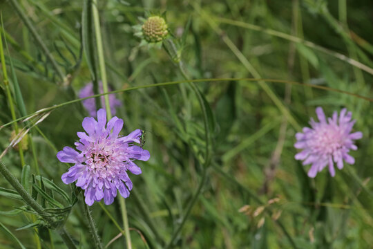 Scabiosa, eine lilane Wildblume 