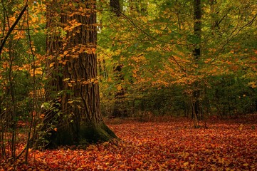 Lively Colors of the Natural World