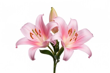 Fototapeta premium Pair of pink lily blossoms against a white backdrop