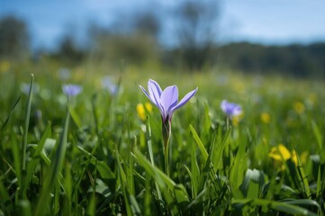 Obraz premium Purple blossom