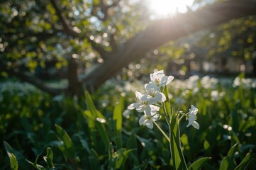 Obraz premium Close-up of White Blossoms with Sunlight Glow