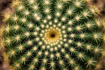 Fototapeta premium Close-up selective focus of a cluster of golden barrel cacti, a popular ornamental species native to a specific region.