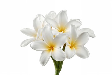 Fototapeta premium Blooming white Plumeria blossoms