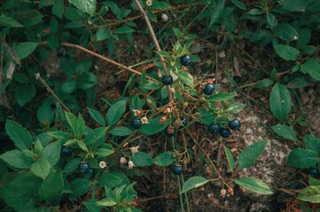 Bilberry and Blueberry - Vaccinium myrtillus species