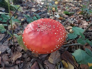  amanite tue-mouches en sous-bois automnal