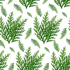 Obraz premium Seamless ornament of thuja branch cypress Christmas winter cold isolated illustration in the background