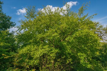 Early summer scene with Viburnum dilatatum plant, lush greenery and clear sky