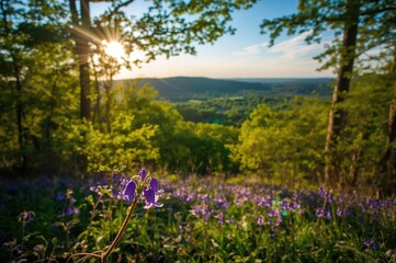 Fototapeta premium Scenic outlooks along the Bluebell Trail in a metropolitan park with multiple creeks